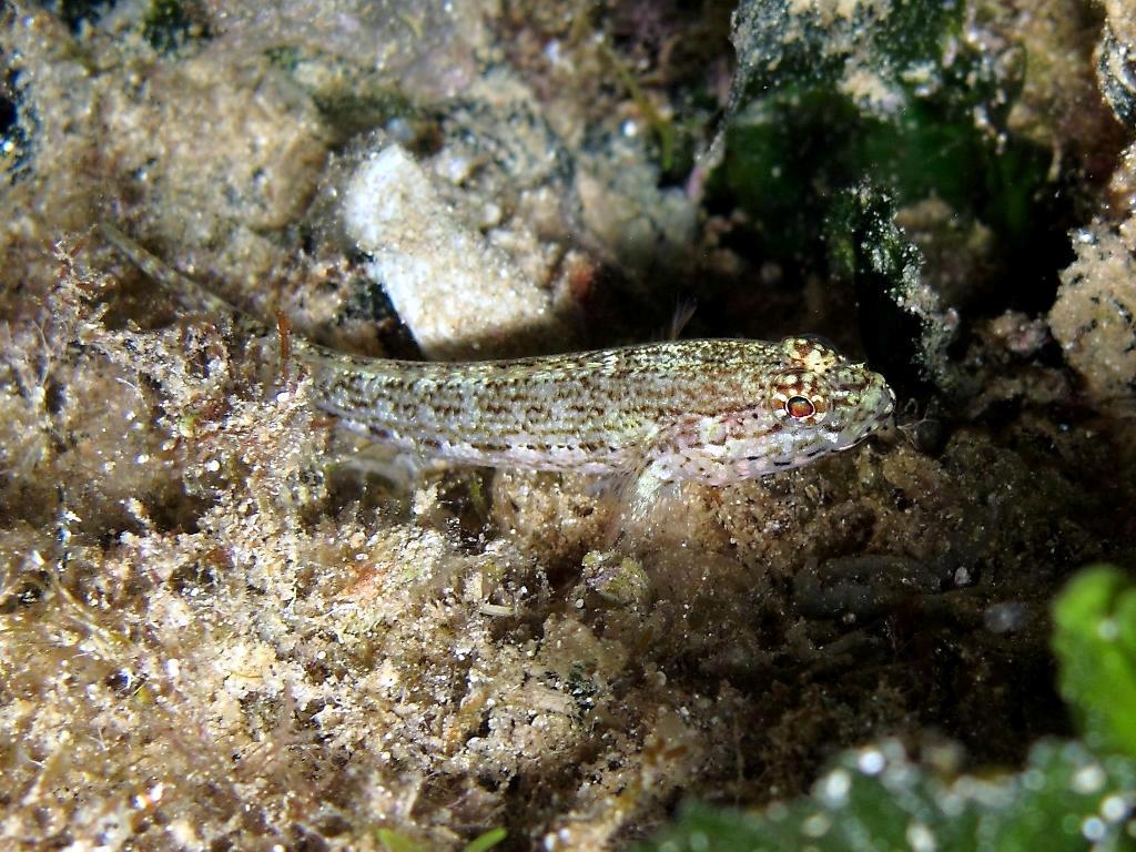 Gobius fallax (Sarato, 1889)